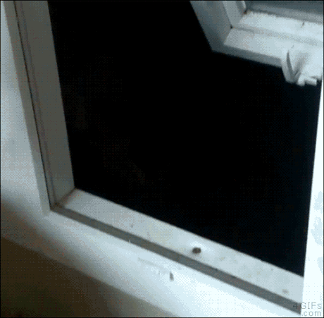 This Cutest Little Squirrel Begs For Food At My Window Every Morning