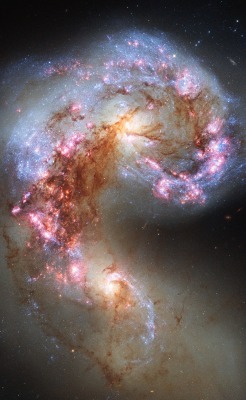 astronomicalwonders:  The Antennae Galaxies - NGC 4038 and 4039 The Antennae Galaxies are a pair of colliding galaxies that began to merge a few hundred million years ago in the constellation Corvus. They are currently going through a starburst phase,