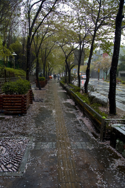 lovesouthkorea:  Cherry Blossom Ending by Robin Yim