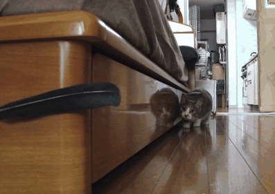 babyanimalposts:  feeling sad? you need this blog on your dash!