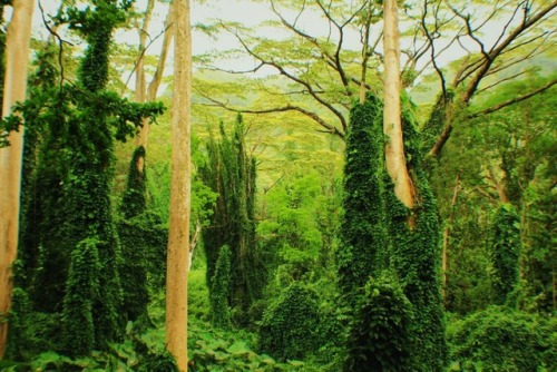 Manoa Valley || Oahu, Hawaii