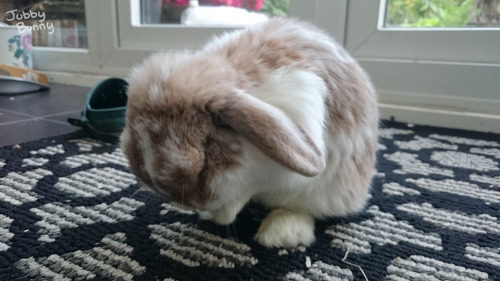 Wash that face bunny!