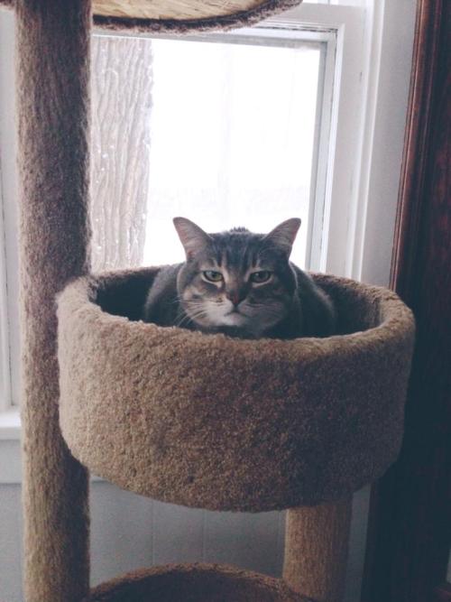 catsbeaversandducks:Her name is Chloe Luella and she thinks everything is the worst thing.Photos/cap