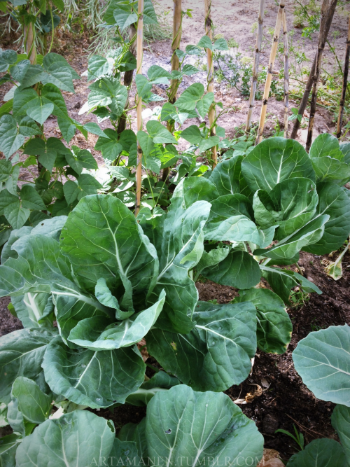 Green beans &amp; Cabbage.