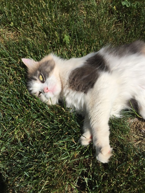 londonbluejeans:So usually pictures of animals are lovely and majestic.  And then there’s my c