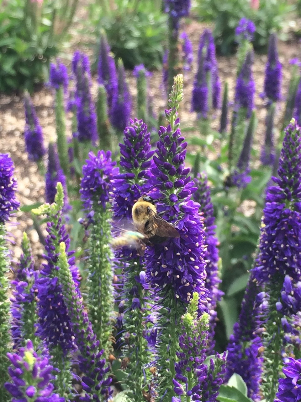 dailyplantfacts:  Veronica is the largest genus in the family Plantaginaceae, with