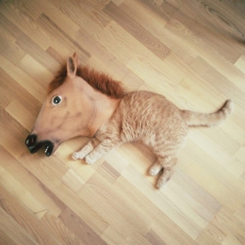 horse mask