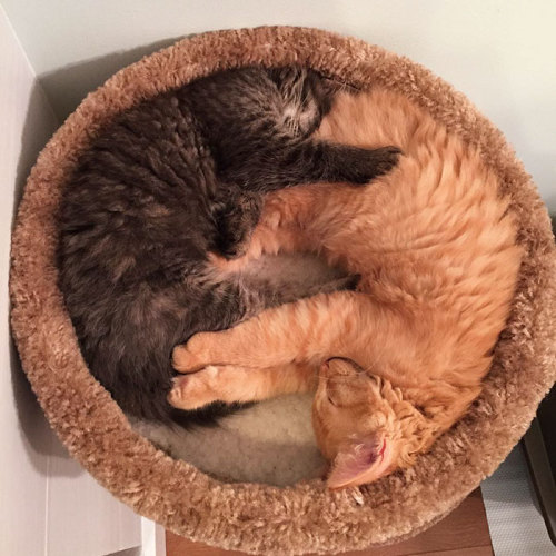 boredpanda: Inseparable Cats Insist On Sleeping Together Even After Outgrowing Their Bed