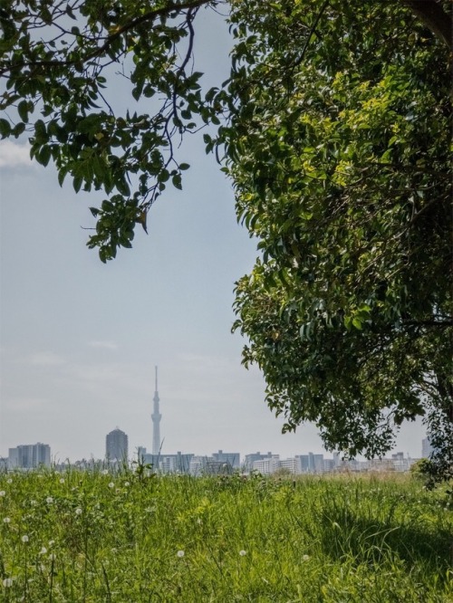 Skytree and tree