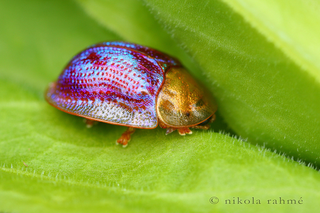 coolthingoftheday:  TOP TEN COOLEST BEETLES 1. Golden tortoise shell beetle 2. Giraffe