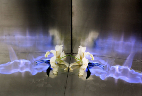 coldcatalyst89:  asylum-art-2:   Beautiful Flowers Engulfed in Flames by 蒋志|Jiangzhi  “Beautiful things and objects themselves will ultimately disappear, but  the beauty itself will live on, as well as love. Perhaps this is what I  am trying to