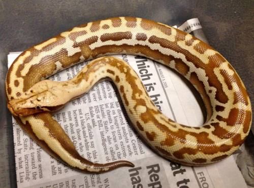 sabletsnakes: T+ Albino Lyly GoldenEyeSelective Origins
