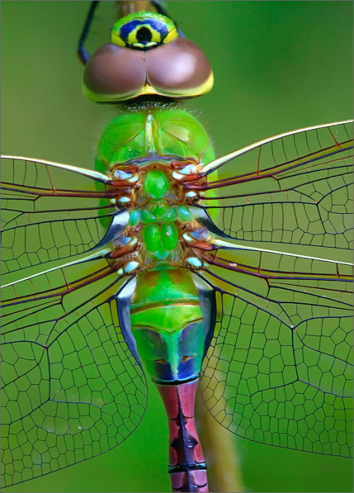 drxgonfly: Green Darner (Anax junius) (by Patrick Zephyr Photography)