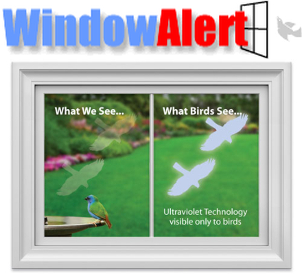 I Just Had A Bird Bump Into My Window For The First Time Since I Moved Here In 2018. It Didnt Hit Hard