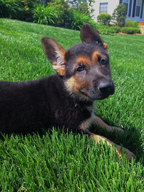 handsomedogs:  About a year ago, I submitted a picture of our white German Shepherd,