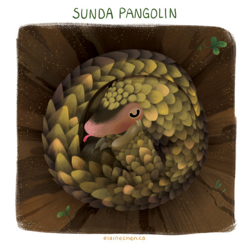 SUNDA PANGOLIN is one of 8 species of pangolin, and these little guys are from Southeast Asia. Sunda