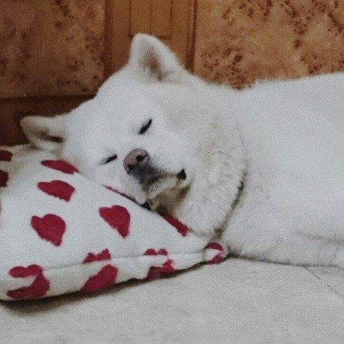 好少女的抱枕#秋田犬 #akitaclub #akitadog #akitainu #akitaken #akita #秋田犬將 #japanesedog #犬 #dog #https://www.i