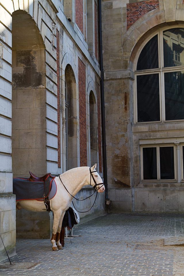 effiesequine:  Dreamiest place on earth Académie Équestre de Versaille.  Reblogging