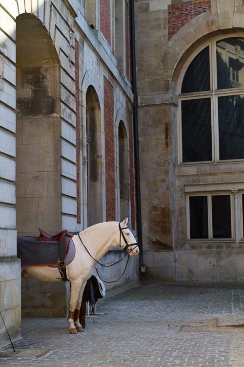 effiesequine:  Dreamiest place on earth Académie Équestre de Versaille.  Reblogging this makes me think of all the times autumnbramble has killed me by blogging amazing horse photos. PAyback