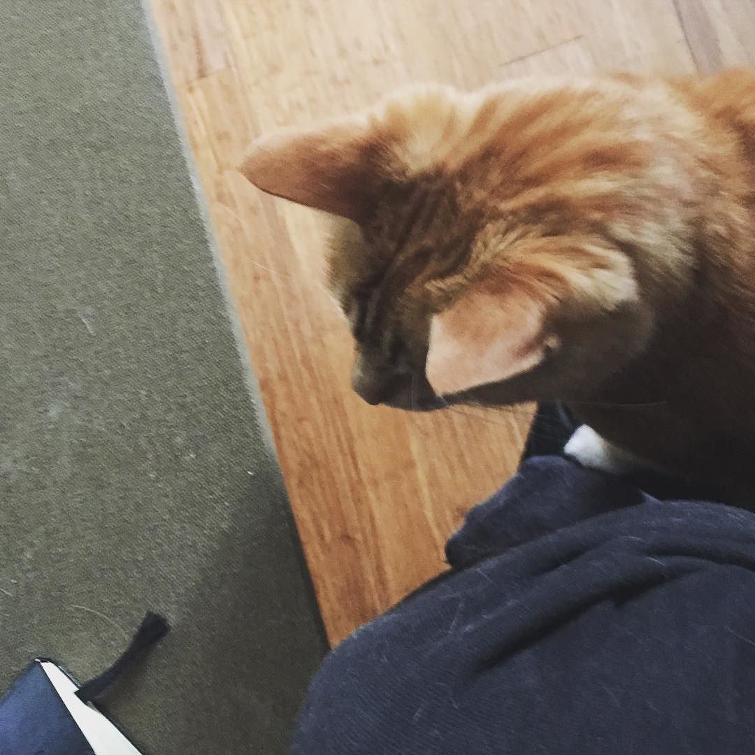 I see a bookmark, Pixel sees a cat toy. by stoya
