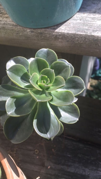 Summer Sun Makes Beautiful Rosettes.