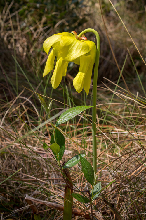 microcosmicobservations: Yellow pitcher plant (Sarracenia flava) 4/17 at Green Swamp Preserve, North