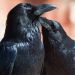 miss-vortex:Here are some interesting facts about the raven:• They are one of the