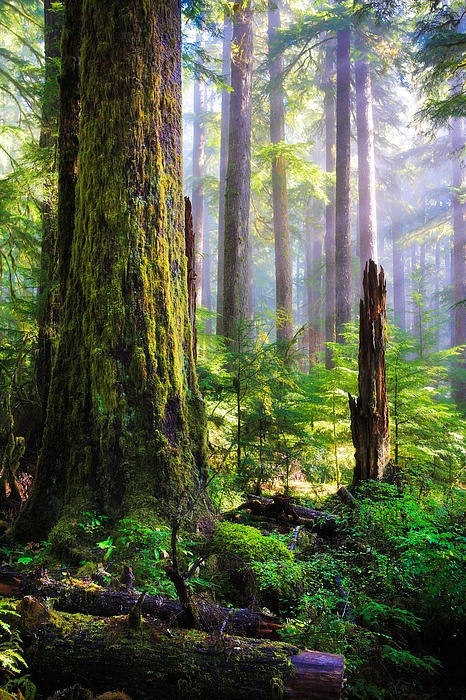 earthtales:  Light in the Forest, Olympic Peninsula, Washington photo via carolyn