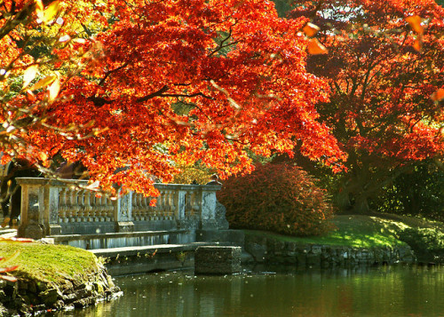 alicepouliou1: Autumn at Sheffield Park Gardens, East Sussex by Anguskirk on Flickr. Amazing