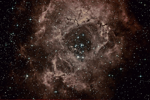 galaxyshmalaxy: Rosette Nebula H-alpha + OIII (by Ian J Crichton)