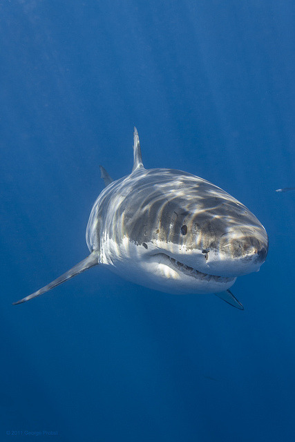 famovs:   Cal Ripfin - Great White Shark portrait  