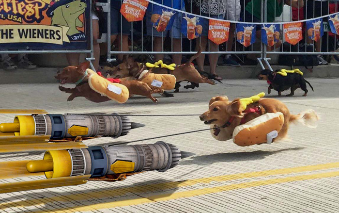 wwinterweb:    PS Battle: Sprinting dachshunds dressed as hot dogs (see 10 more)
