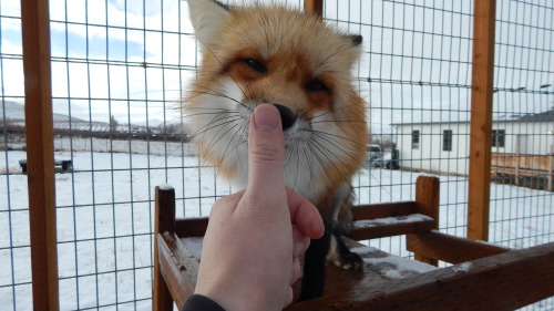 Nothing beats being able to play with a gentle fox, one that gets happy from seeing visitors, people