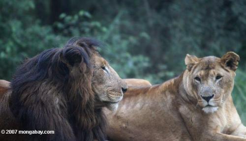 fyanimaldiversity: Lion (Pantherus leo) Lions with suspected Barbary lion blood are being bred back 