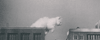 maddxp:Mega cat 