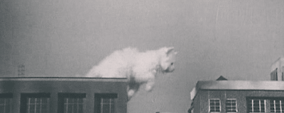 maddxp:Mega cat 