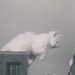 maddxp:Mega cat 