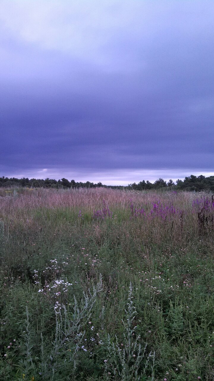 marcescences:  melancholy