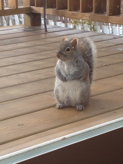 feelingswithbrandy:  iamsamazon:  fatvictoria:  pleatedjeans:  via  I’m way too emotional right now. This really just made me cry.  I want one.  My grandpa has a whole crew of squirrels who hang out with him. 