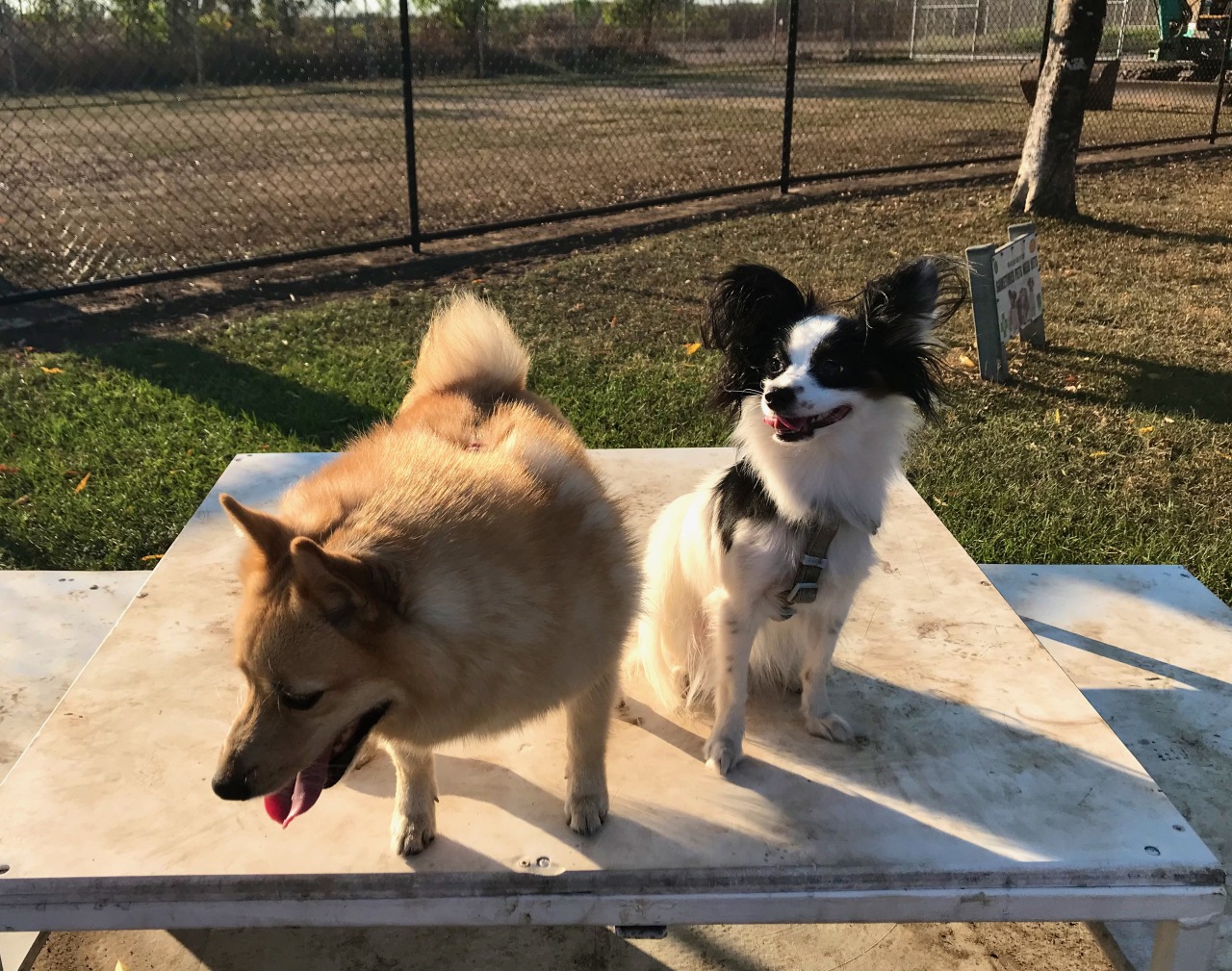 We went to the small dog meetup for the first time in months and months. Marceline had a good time, Luca had an okay time.