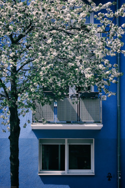 kwiatek:  Spring in the city, in blue | Munich,