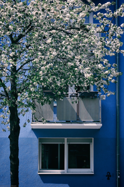 Porn Pics kwiatek:  Spring in the city, in blue | Munich,