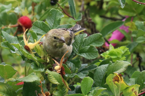 Greenfinch/grönfink.