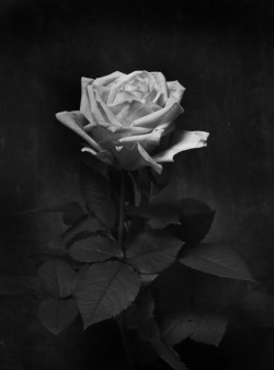 yuichiroohmura:「Rose」（2017）