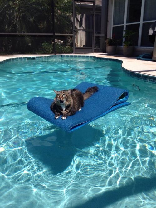 awesome-picz:    Cats Who Immediately Regretted Their Poor Life Choices. 