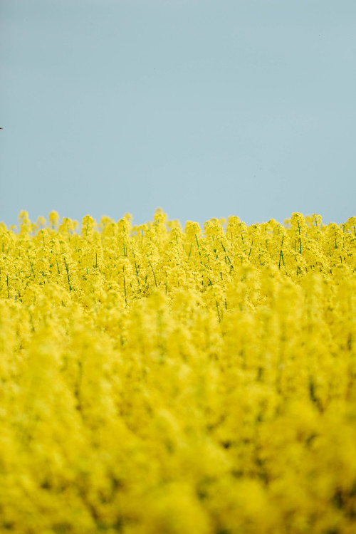 rapeseeds