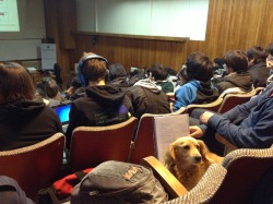 Perros que atienden más que ti en clase.