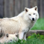wolfbyname