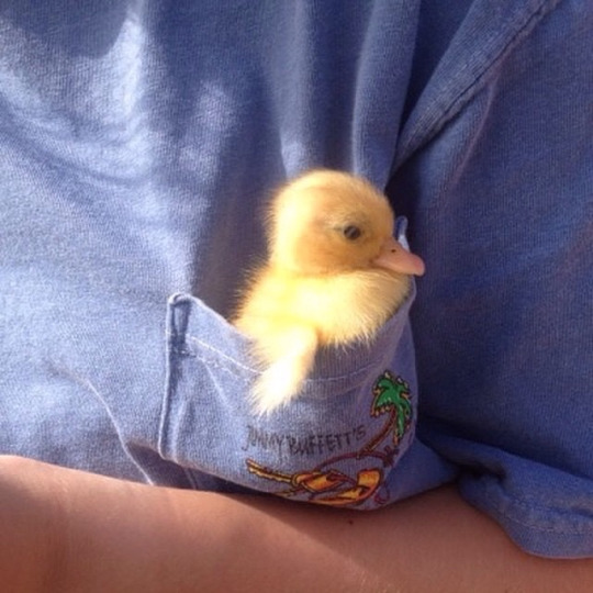 animal-factbook:  Sometimes after birth, ducklings wish for the safe feel of being