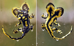 twofacedsheep:  This two headed Fire Salamander apparently lived for a year and half, it is now a preserved specimen. Original Source. 